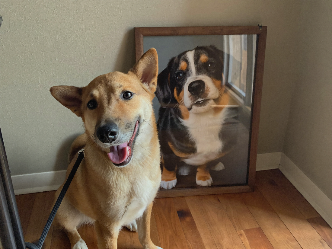 Froehlicher Hund sitzt neben seinem fertigen royalen Portrait an der Wand, warme Wohnzimmerszene