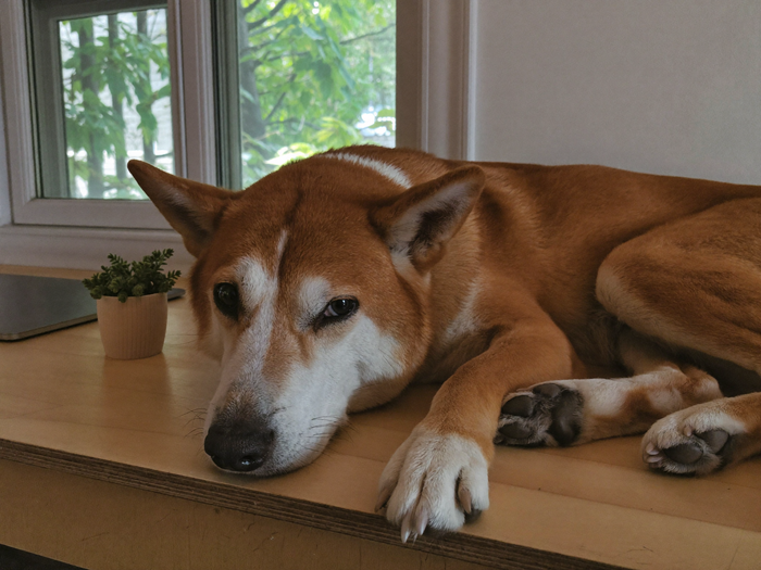 Hund legt seinen Kopf auf einen Schreibtisch neben einem geschlossenen Laptop
