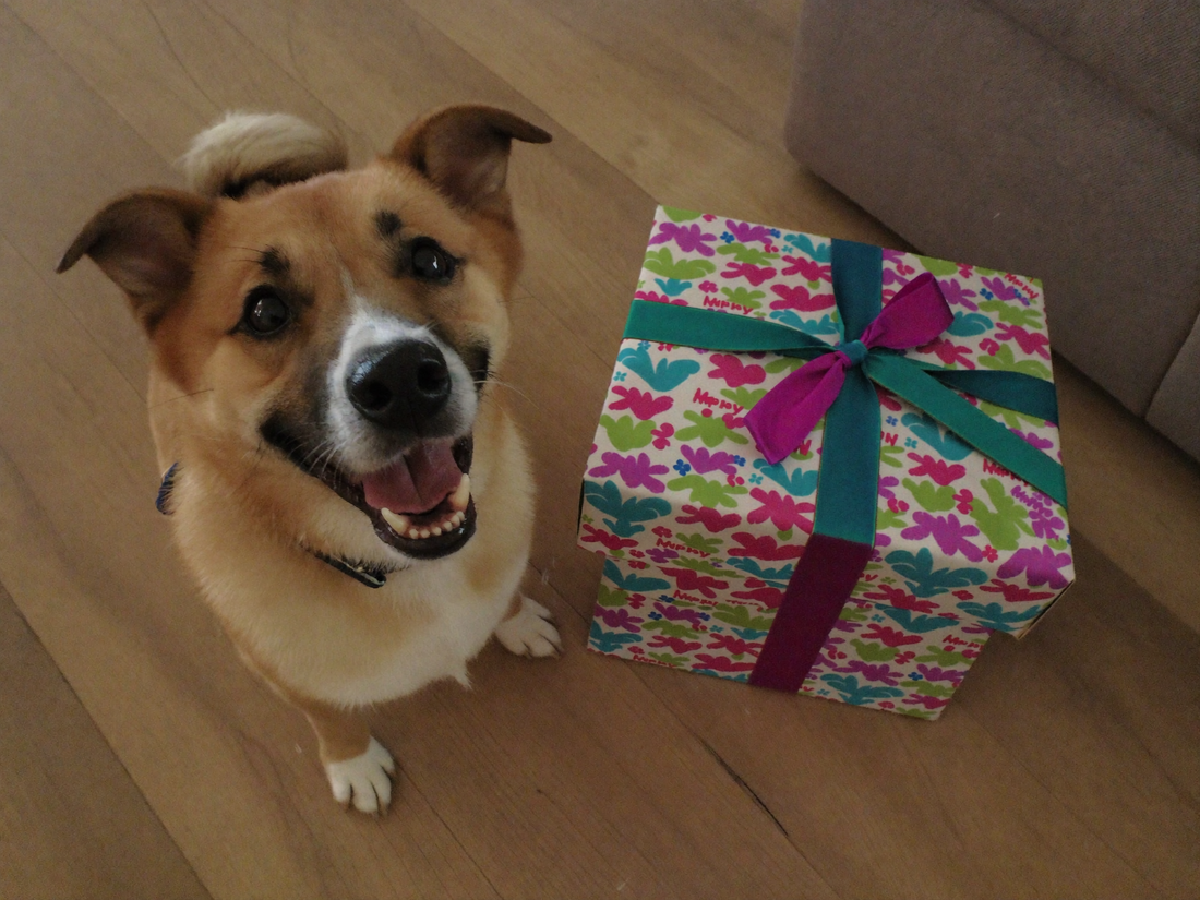 Hund sitzt stolz neben einem bunt verpackten Geburtstagsgeschenk mit Schleife