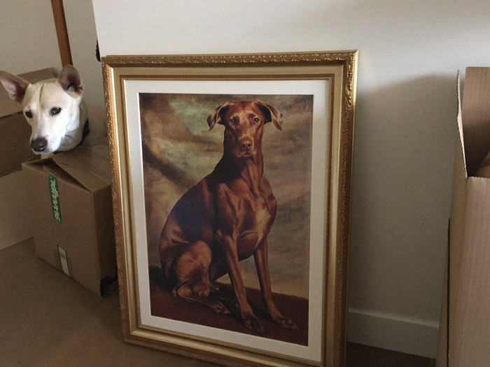 Hund sitzt neben seinem royalen Portrait im neuen, noch unfertig eingerichteten Zuhause
