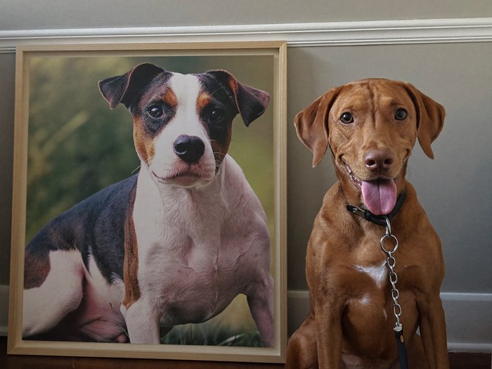 Hund sitzt stolz neben seinem royalen Leinwand-Portrait im Wohnzimmer