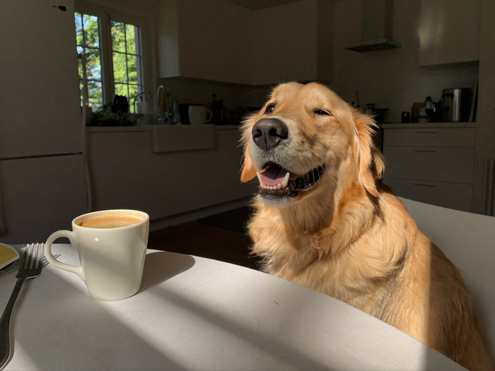 Golden Retriever sitzt neben seiner persönlichen Tasse am sonnigen Frühstückstisch