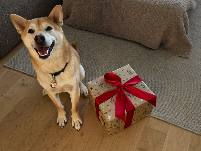 Froehlicher Hund sitzt neben einem liebevoll verpackten Geschenk mit goldener Schleife