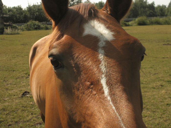 Pferd mit sanftem, neugierigem Blick in die Kamera auf der Weide im warmen Licht