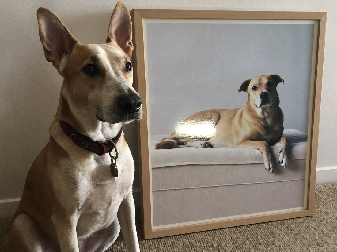 Hund sitzt neben seinem fertigen Leinwand-Portrait im Wohnzimmer
