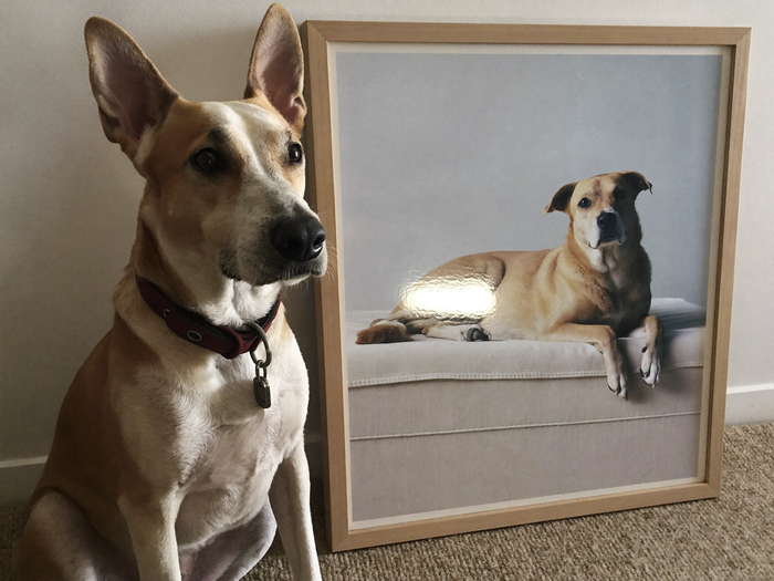 Hund sitzt neben seinem fertigen Leinwand-Portrait im Wohnzimmer